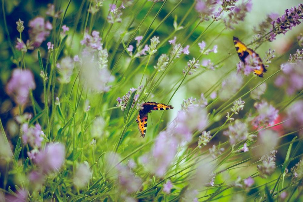 The Attenborough Effect - How To Make Your Garden More Sustainable