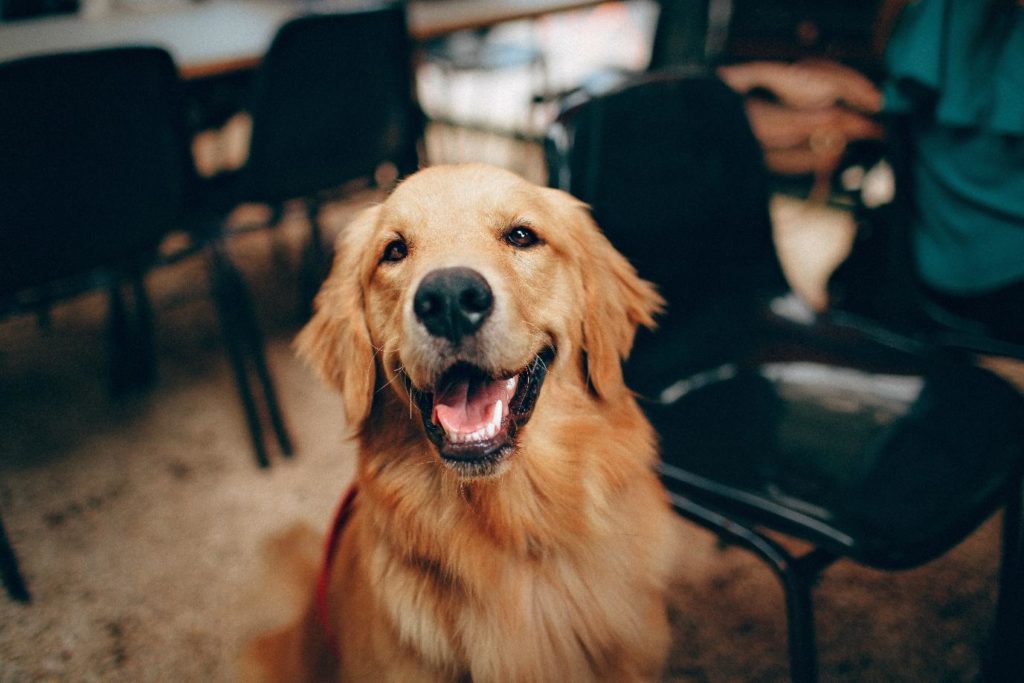 4 Amazing Wellbeing Benefits A Therapy pet Can Bring To Your Life