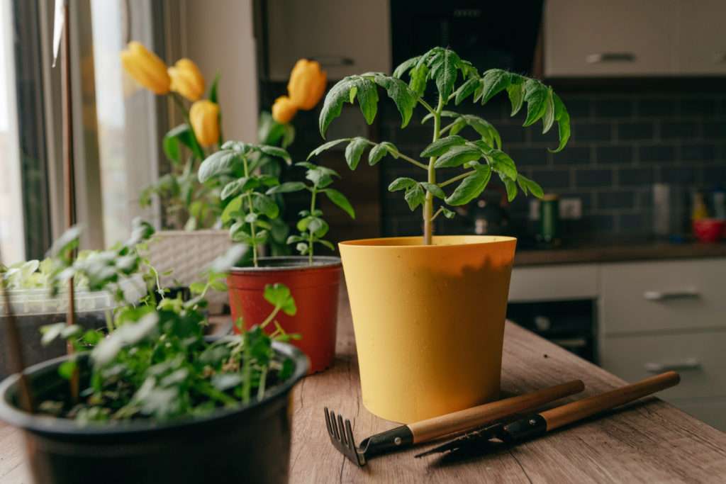 What Can I Grow In A Small Kitchen Garden? Herbs