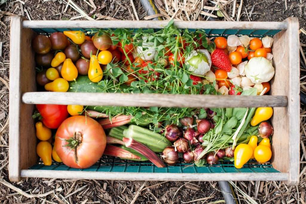 Tips For Setting Up A Vegetable Patch At Home