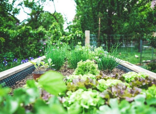 Maximising Your Garden's Yield Through Pest Prevention